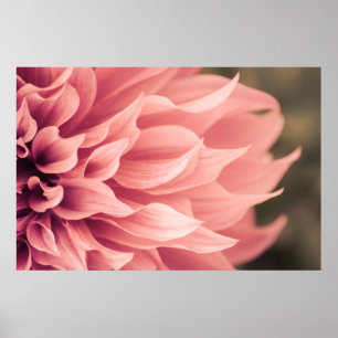 Dahlia Flower Blossom Poster