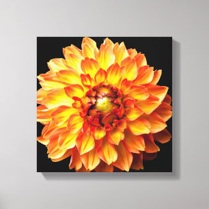 Dahlia flower canvas. canvas print