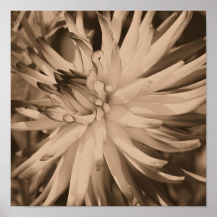 Dahlia Flower Close Up In Sepia Poster