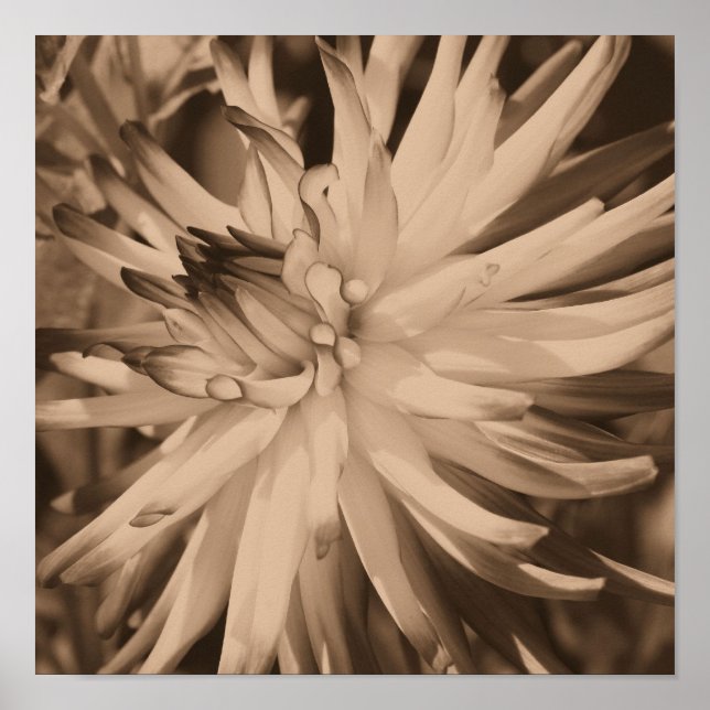 Dahlia Flower Close Up In Vintage Sepia Poster (Front)