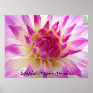 Dahlia Flower Garden art prints Pink Dahlias