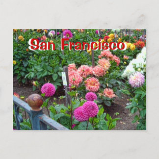 Dahlia Flower Garden in Golden Gate Park Postcard