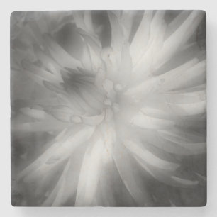 Dahlia Flower In Black And White Stone Coaster