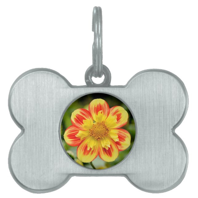 Dahlia flower pet ID tag (Front)