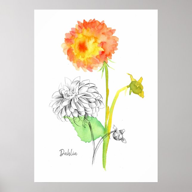 Dahlia Flower Plant Botanical Drawing Floriography Poster (Front)