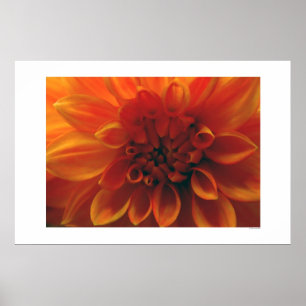 Dahlia Flower Poster