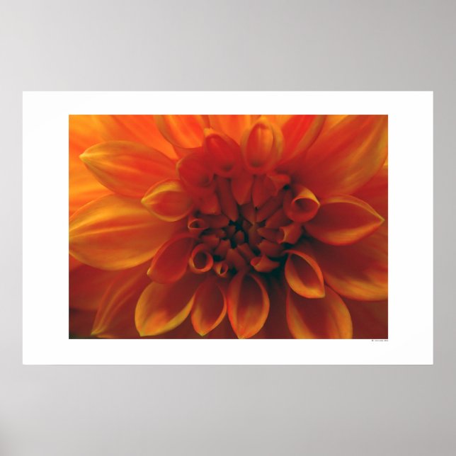 Dahlia Flower Poster (Front)