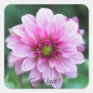 Dahlia flower square sticker