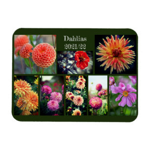 Dahlia Flowers Eight Photo Personal Collage  Magnet