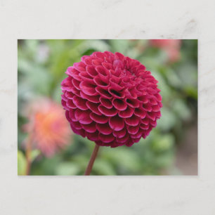 Dahlia Fuschia Postcard