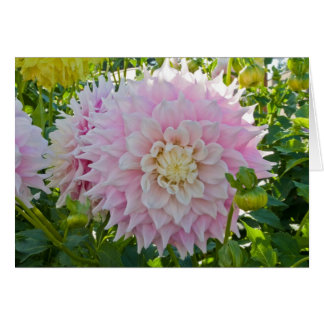 Dahlia, Gitts Perfection