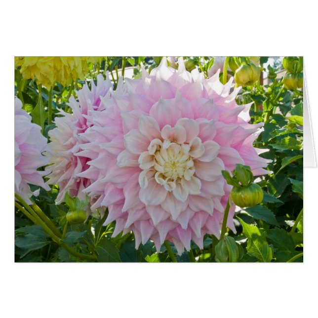 Dahlia, Gitts Perfection (Front Horizontal)