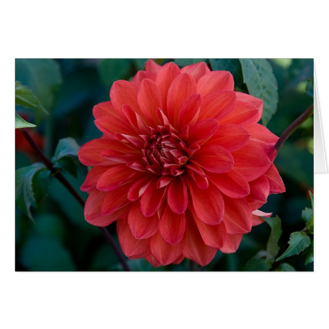 Dahlia, Groovy (Front Horizontal)