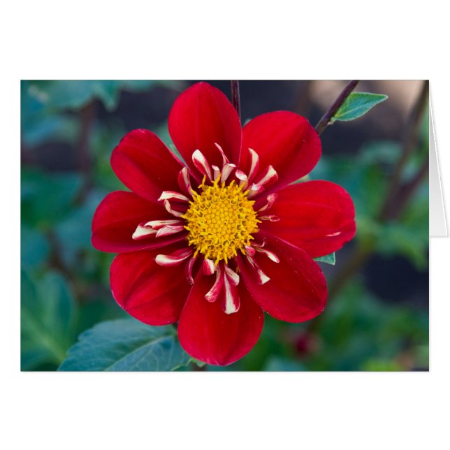 Dahlia, Heartthrob (Front Horizontal)