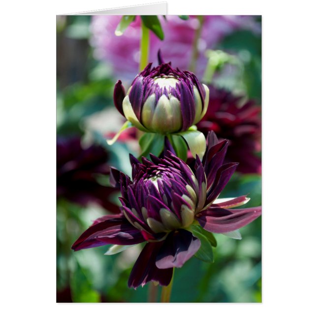 Dahlia - Holly Hill Black Widow (Front)