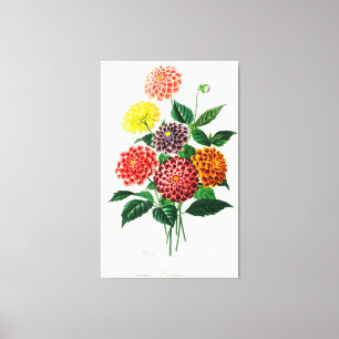 Dahlia illustrated canvas print