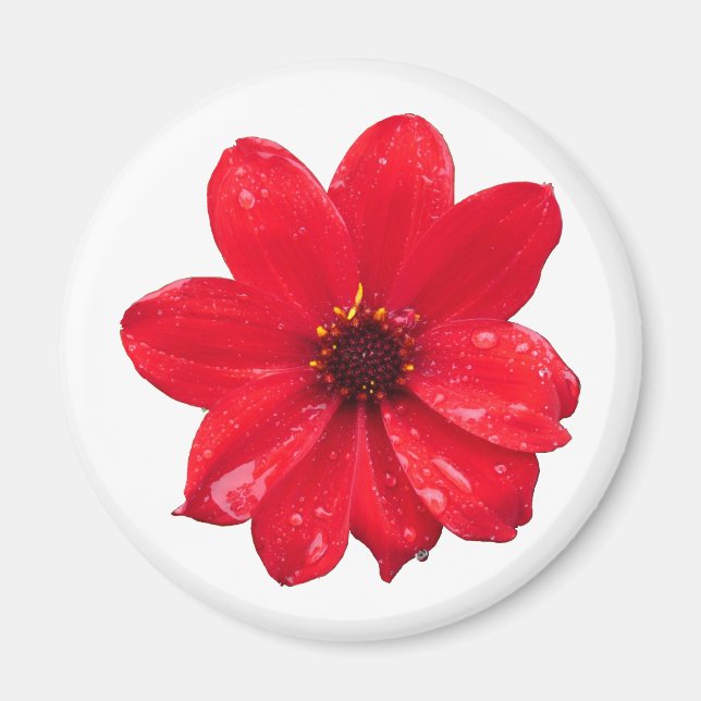 Dahlia in the Rain Magnet (Front)
