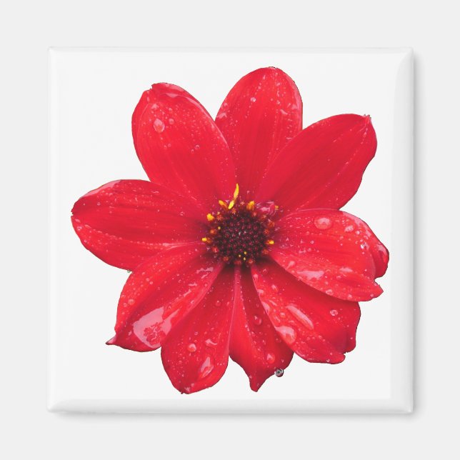 Dahlia in the Rain Magnet (Front)