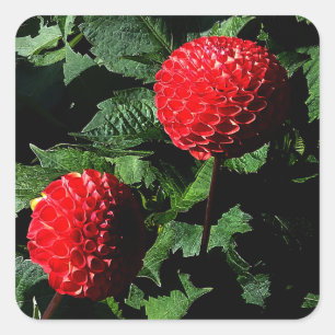 Dahlia Irish Glow #1-2 Stickers