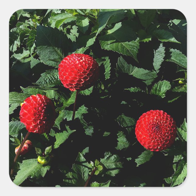 Dahlia Irish Glow #1 Stickers (Front)