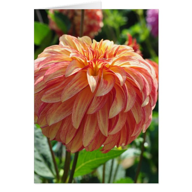 Dahlia - Irish Pinwheel (Front)