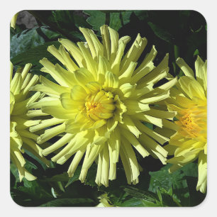 Dahlia Lakeview Glow #1-2 Stickers
