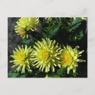 Dahlia Lakeview Glow #1 Postcard