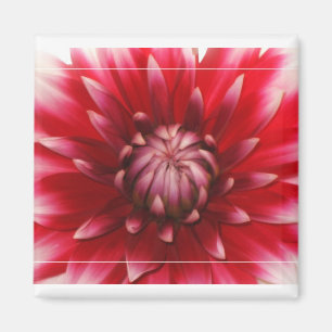 dahlia magnet