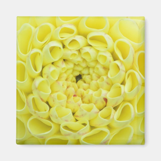 Dahlia Magnet (Front)