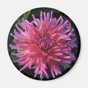 Dahlia Magnet