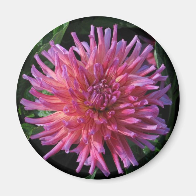 Dahlia Magnet (Front)