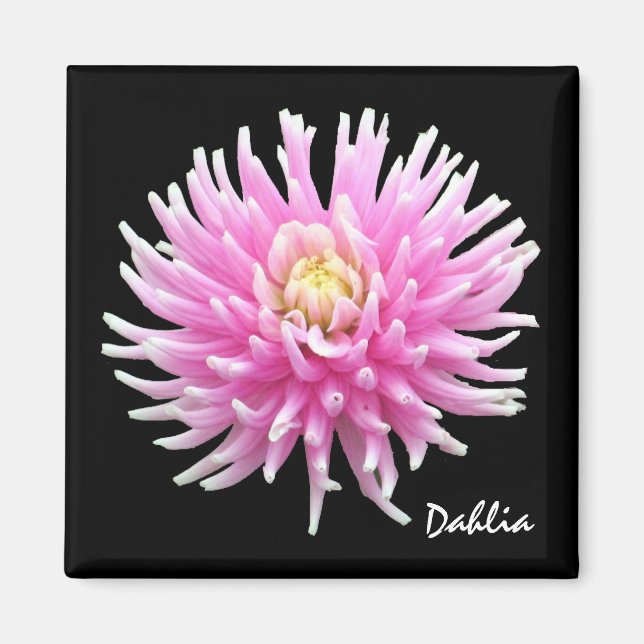 Dahlia Magnet (Front)