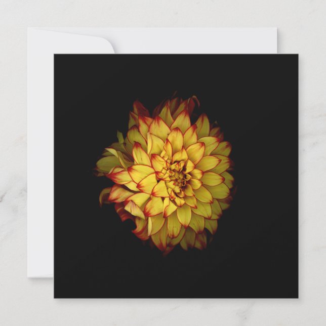 Dahlia Notecards and Greeting Cards (Front)