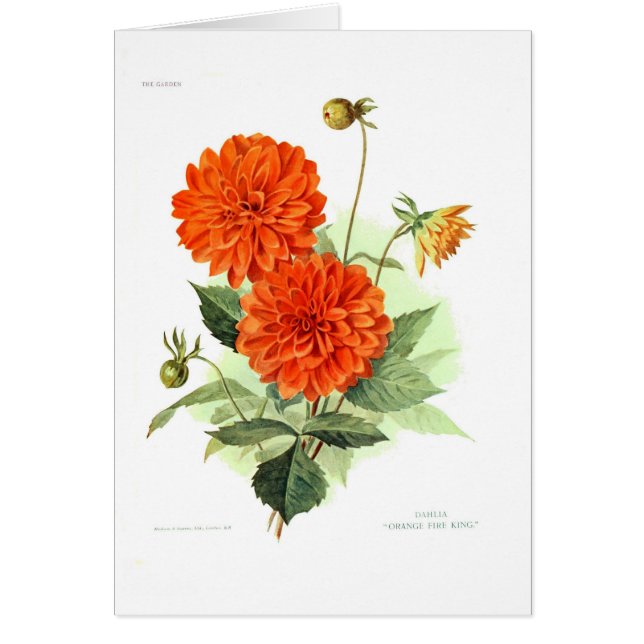 Dahlia 'Orange Fire King' (Front)