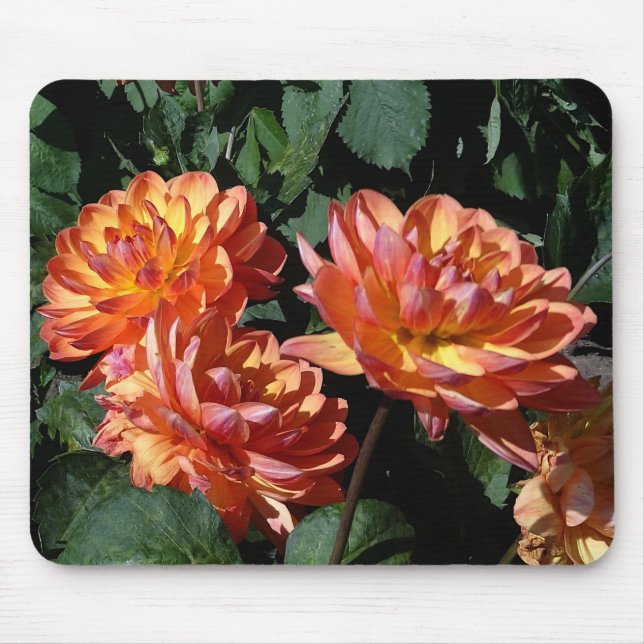Dahlia Pam Howden #1 Mouse Pad (Front)