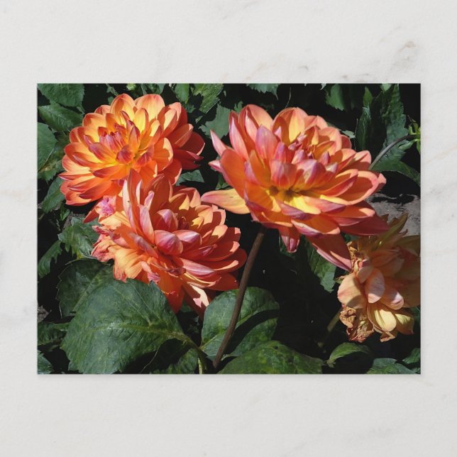 Dahlia Pam Howden #1 Postcard (Front)