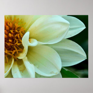 Dahlia Petals Poster