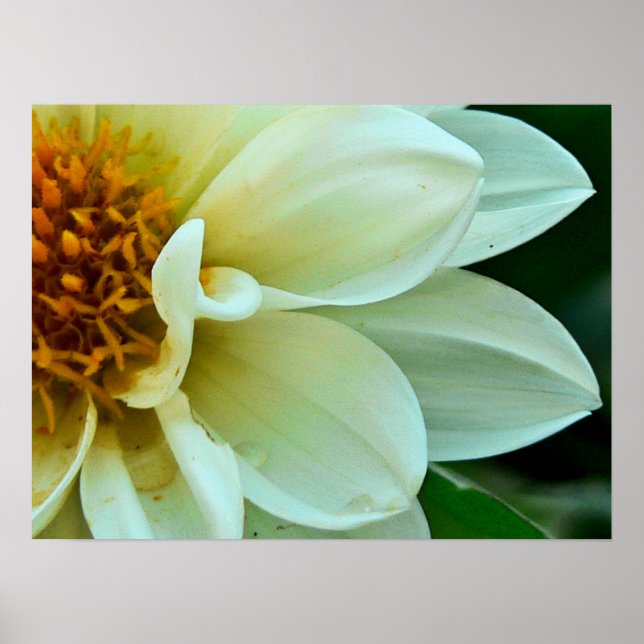 Dahlia Petals Poster (Front)