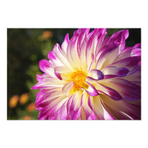 Dahlia Photography Art Prints Dahlias Flowers