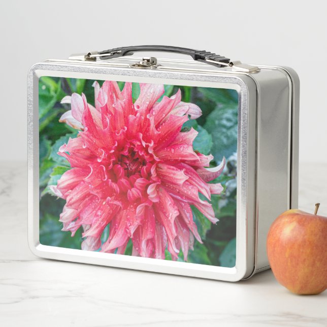 Dahlia Pink Canadian Flower Photography Metal Lunch Box (In Situ)