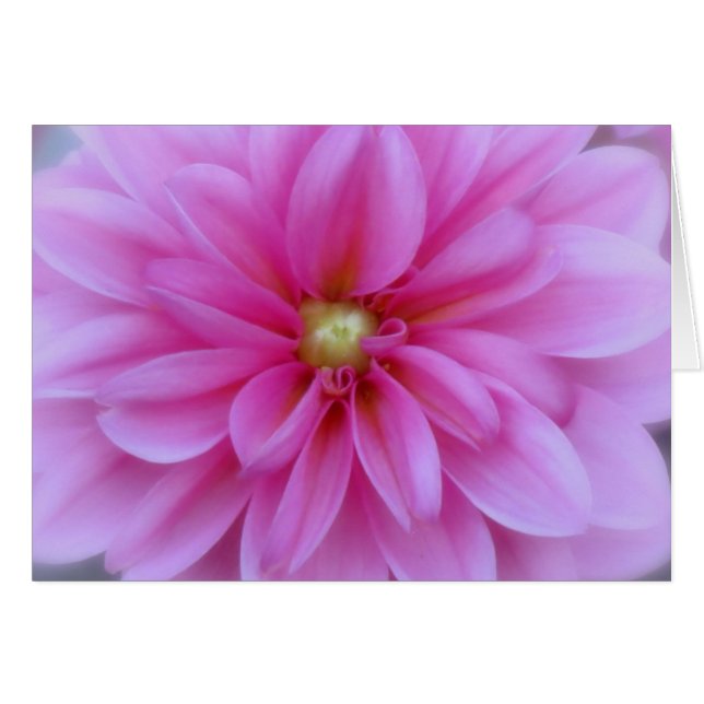 Dahlia Pink - Close Up (Front Horizontal)