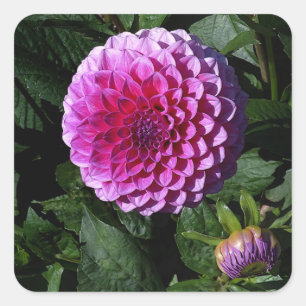 Dahlia Pink Paradise #1 Stickers
