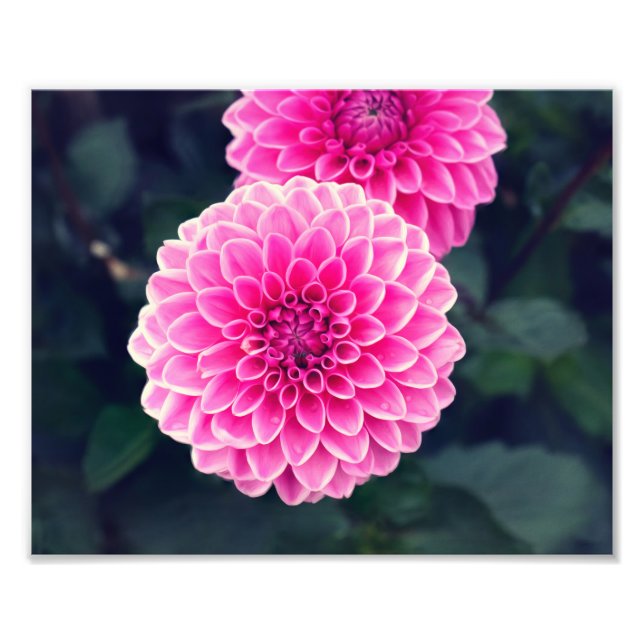 Dahlia 'Pink Sylvia' flower Photo Print (Front)