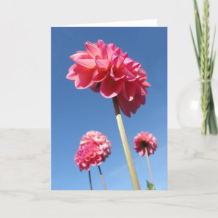 Dahlia, pink tall flowers low angle with blue sky card