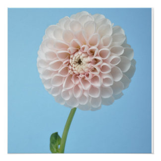 Dahlia pompom on blue background poster