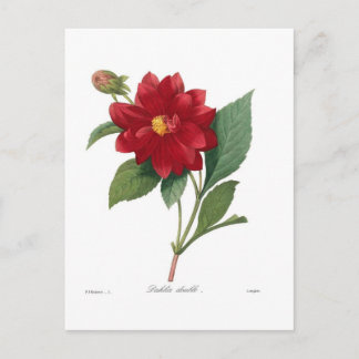 Dahlia Postcard