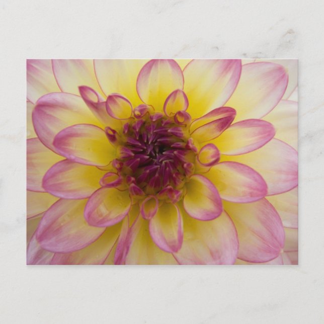 Dahlia Postcard (Front)