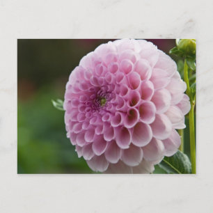 Dahlia Postcard