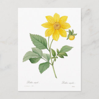 Dahlia Postcard