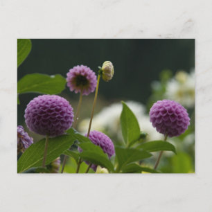 Dahlia Postcard
